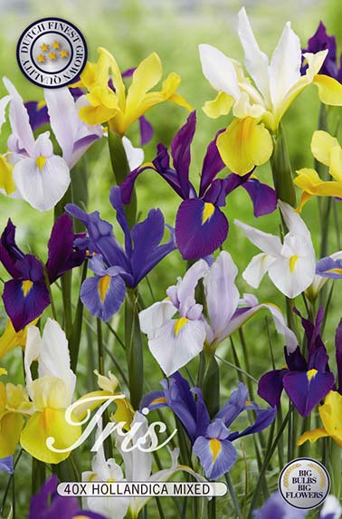 10122  IRIS  HOLLANDICA   MIXADE  Antal lökar   40.St  Storlek  8/9