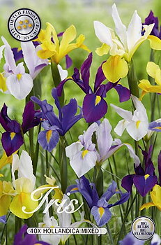 10122  IRIS  HOLLANDICA   MIXADE  Antal lökar   40.St  Storlek  8/9