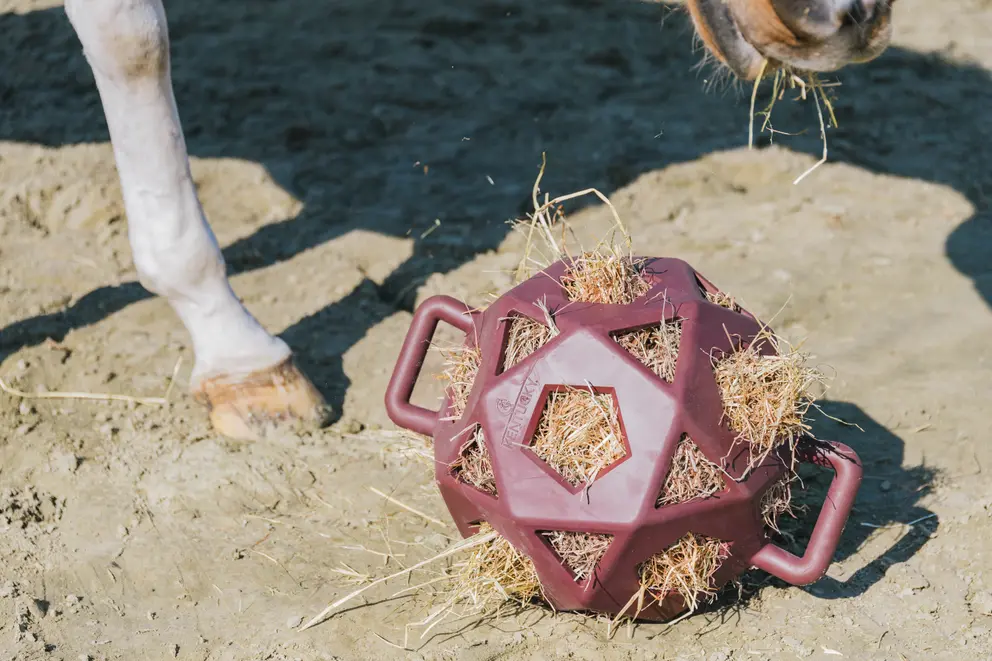 KENTUCKY Relax Horse Play & Hay Ball Kentucky Bordeaux - 2