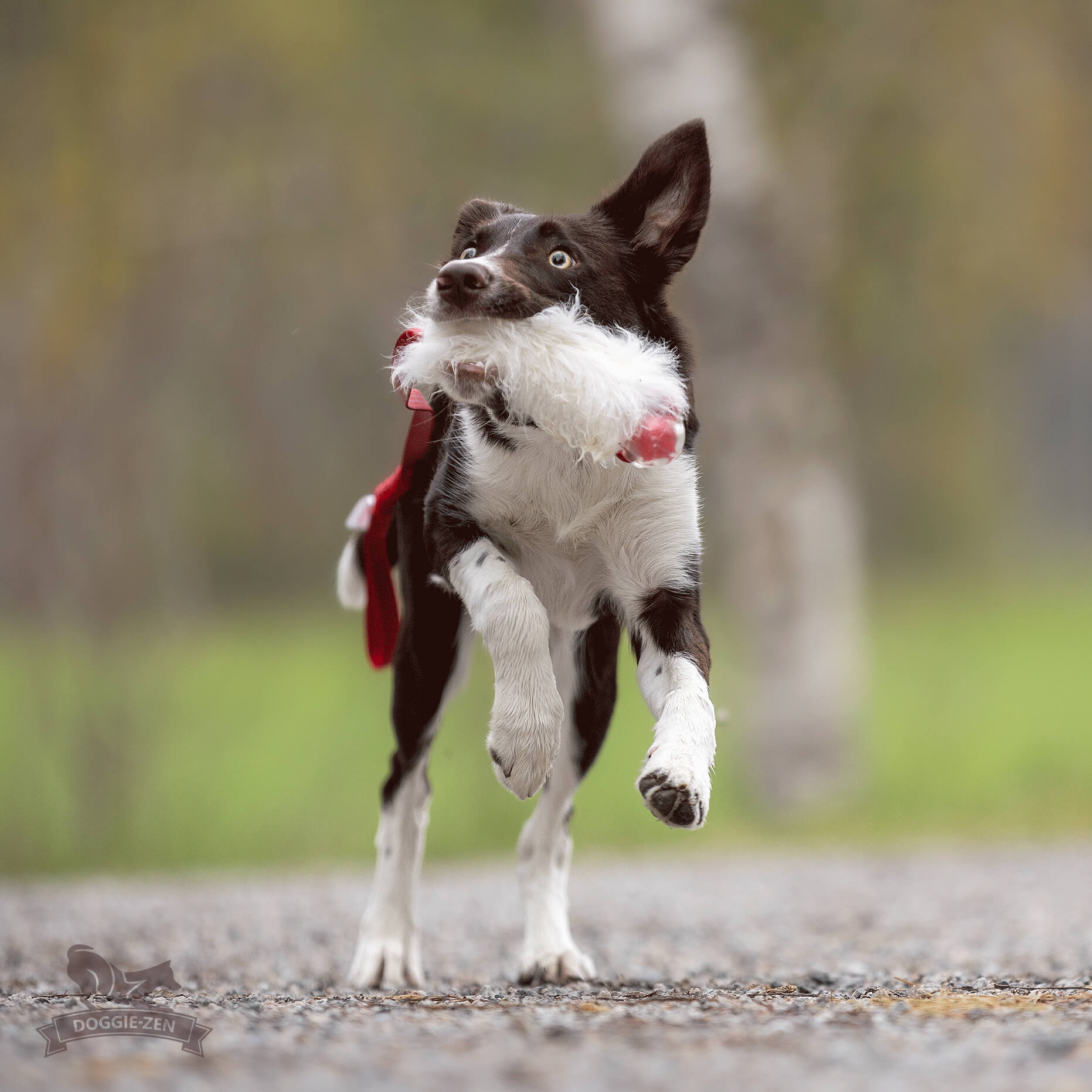 Bungee Sheepskin Chaser Tug S with Amazing Squeaker Ball - 2