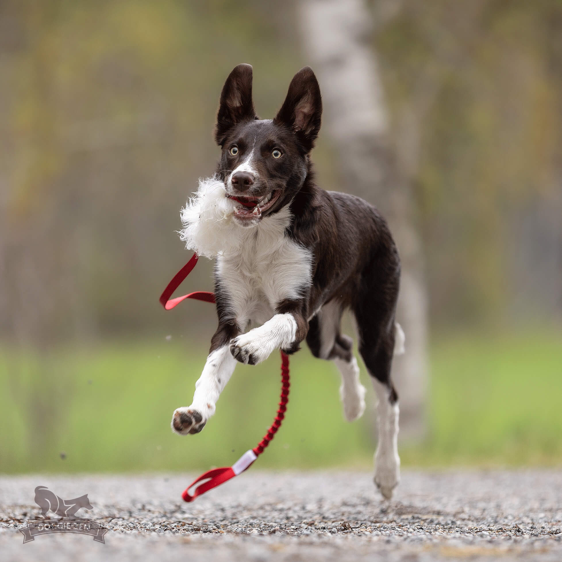 Bungee Sheepskin Chaser Tug S with Amazing Squeaker Ball - 4