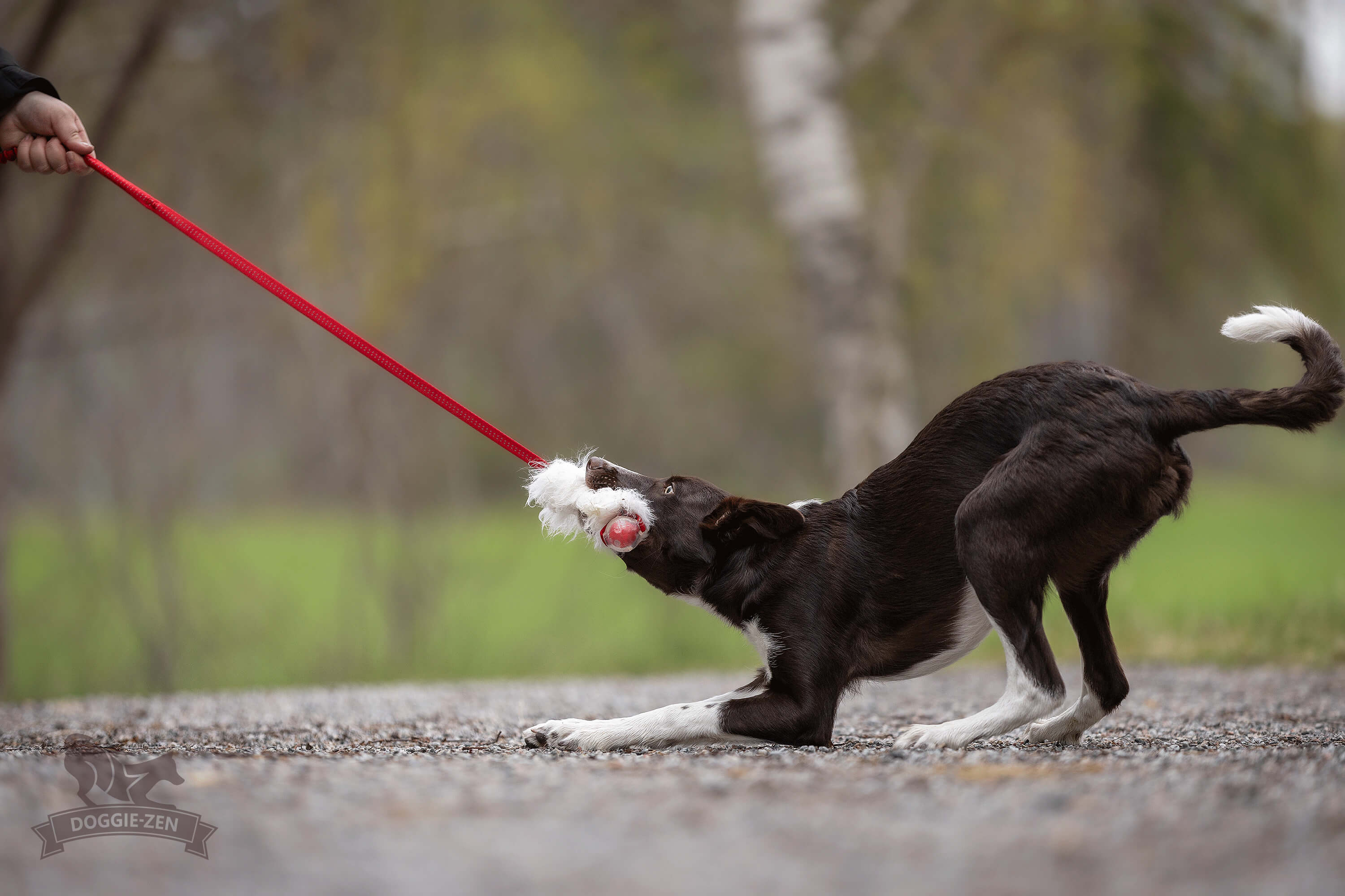 Bungee Sheepskin Chaser Tug S with Amazing Squeaker Ball - 8