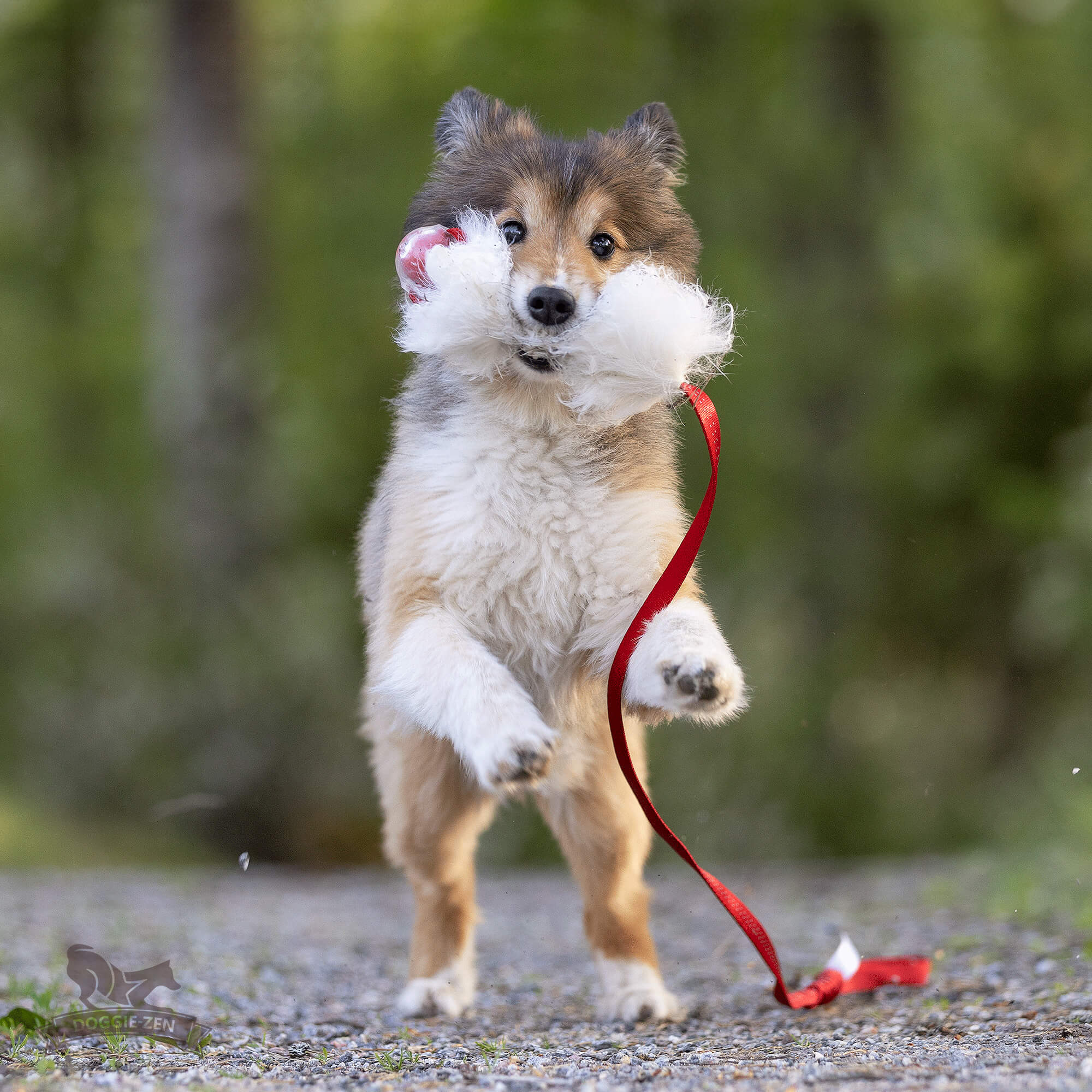 Bungee Sheepskin Chaser Tug S with Amazing Squeaker Ball