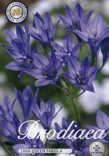 10135  MINI AGAPANTHUS  QUEEN FABIOLA  Antal lökar   100.St  Storlek  5/6