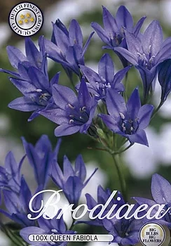 10135  MINI AGAPANTHUS  QUEEN FABIOLA  Antal lökar   100.St  Storlek  5/6