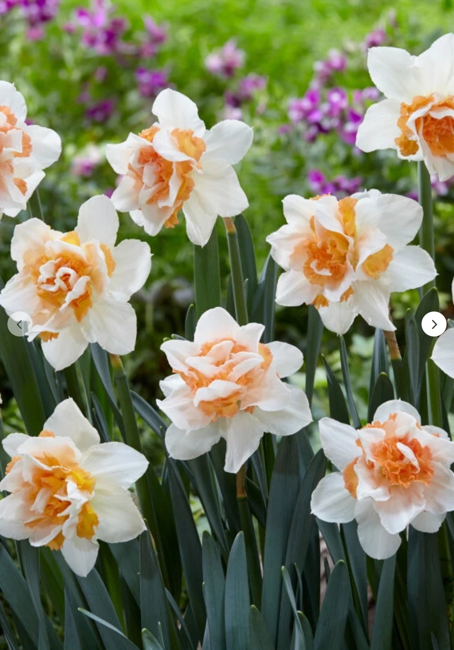 10147  NARCISSUS  REPLETE  Antal lökar   15.St  Storlek  14/16