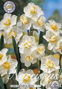 10150  NARCISSUS  CHEERFULNESS  Antal lökar   15.St  Storlek  14/16