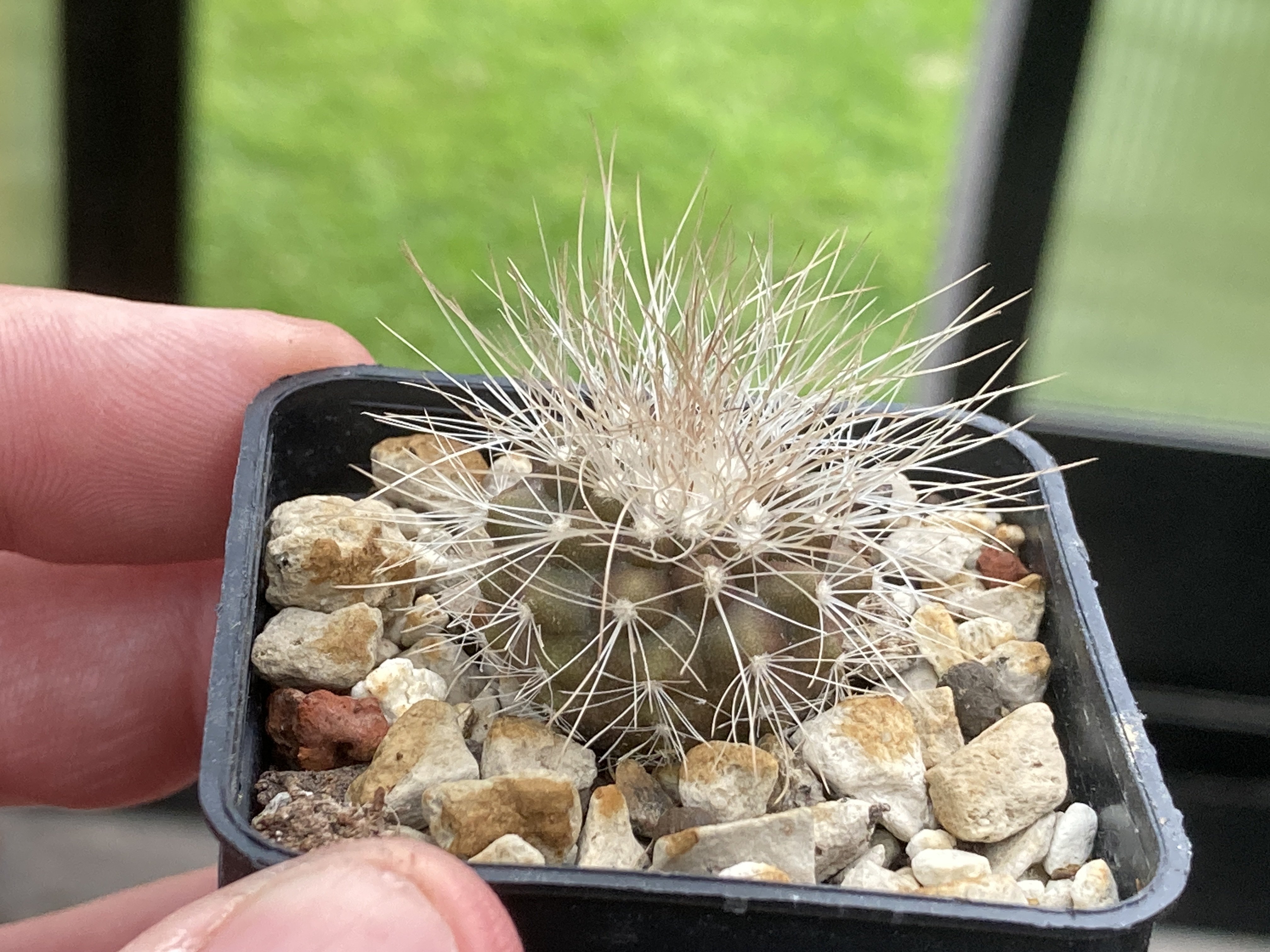 [PLANT/PFLANZE] Copiapoa krainziana MGi 22.5 (Qda San Ramon)
