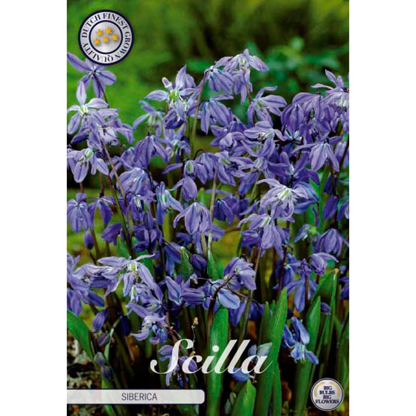 10217  SCILLA  SIBERICA  Antal lökar   30.St  Storlek  8/9