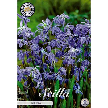 10217  SCILLA  SIBERICA  Antal lökar   30.St  Storlek  8/9