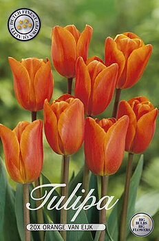 10230  TULIPA  ORANGE VAN EIJK  Antal lökar   20.St  Storlek  12/+