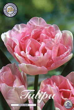 10250  TULIPA  ANGELIQUE  Antal lökar   12.St  Storlek  12/+