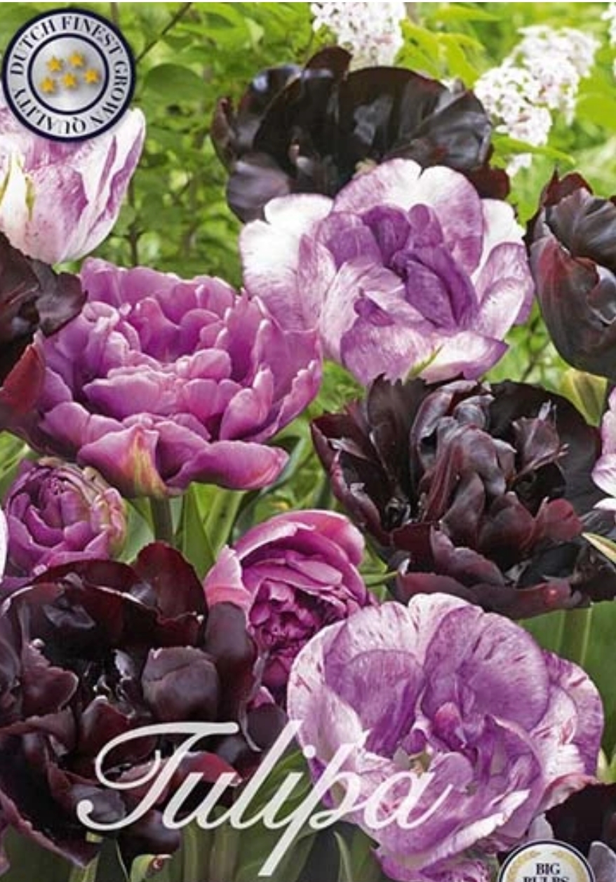10252  TULIPA  MAGIC MYSTIC  Antal lökar   12.St  Storlek  12/+