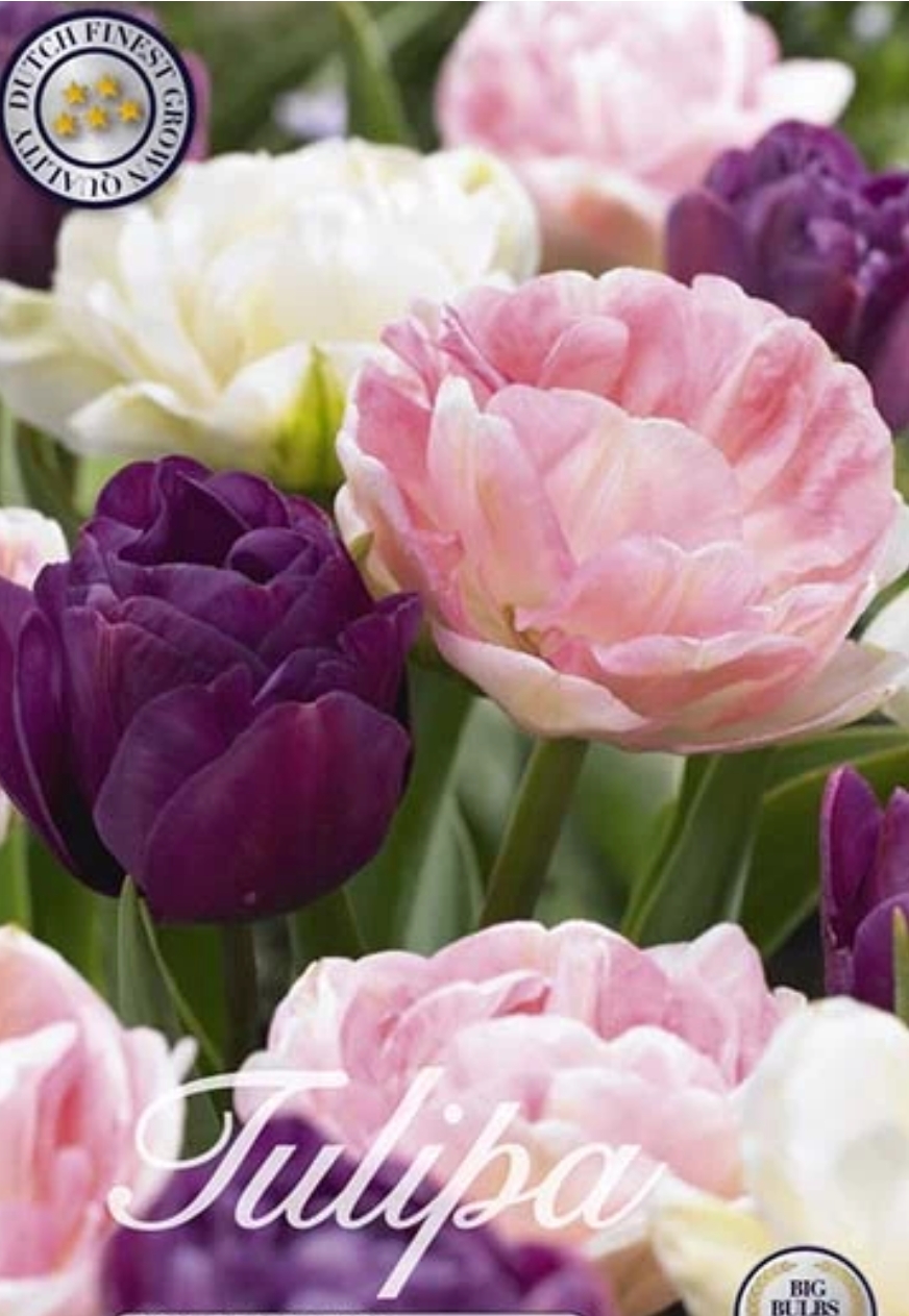 10255  TULIPA  SENSATION  Antal lökar   12.St  Storlek  12/+