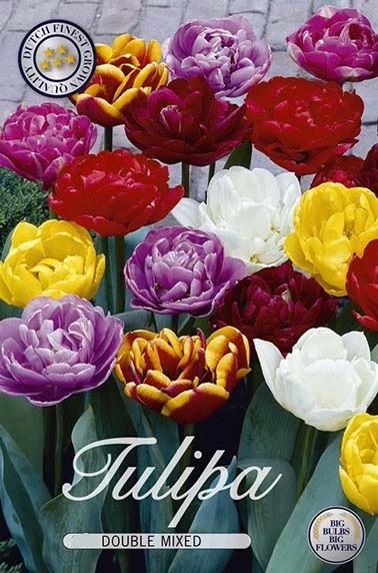 10260  TULIPA  DOUBLE MIXED  Antal.lökar   15.St  Storlek  12/+