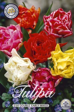10262  TULIPA  DOUBLE EARLY MIXED  Antal lökar   15.St  Storlek  12/+