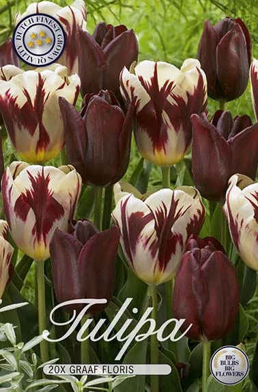 10267  TULIPA  GRAAF FLORIS  Antal lökar   20.St  Storlek  12/+