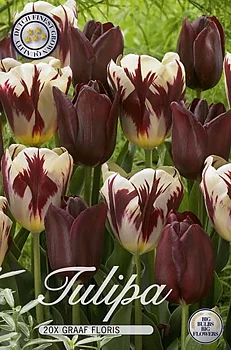 10267  TULIPA  GRAAF FLORIS  Antal lökar   20.St  Storlek  12/+