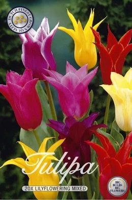 10275  TULIPA  LILYFLOWERING MIXADE  Antal lökar   20.St  Storlek  12/+