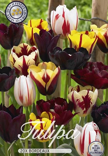 10222  TULIPA  BORDEAUX  Antal lökar   20.St  Storlek  12/+