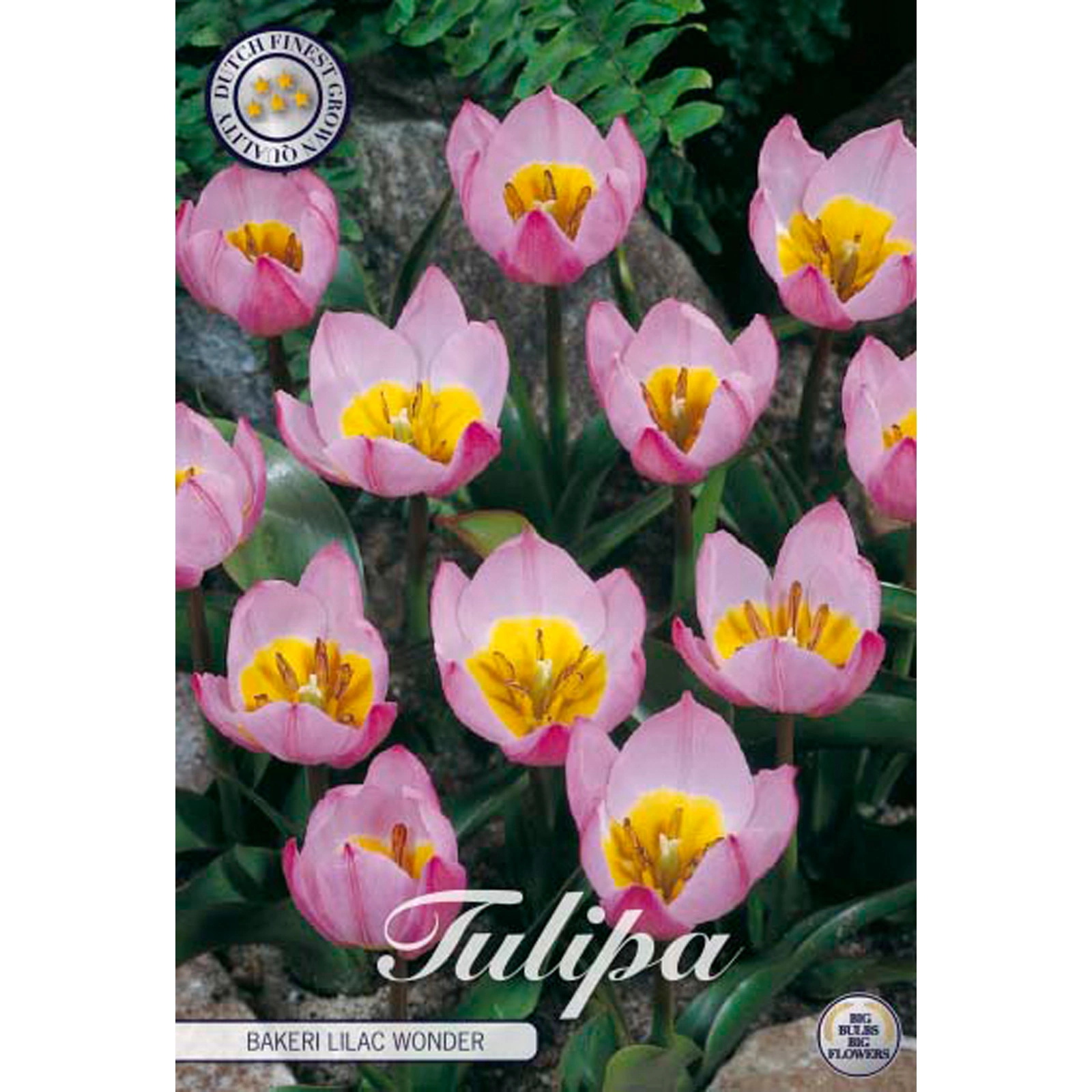 10278  TULIPA  LILAC WONDER  Antal lökar   30.St  Storlek  5/6