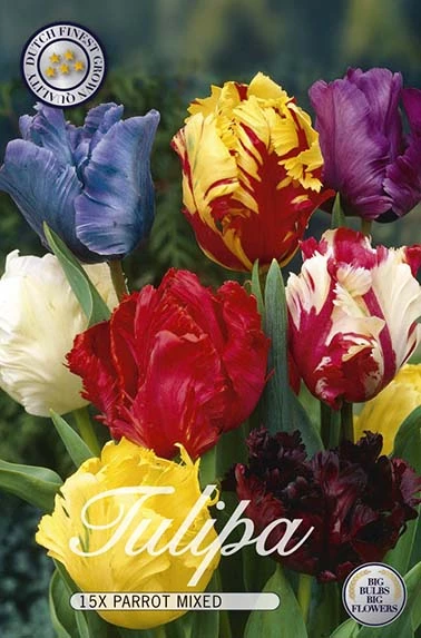 10285  TULIPA  PARROT MIXED  Antal lökar   15.St  Storlek  12/+