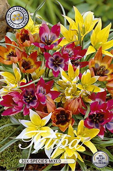 10290  TULIPA  SPECIE MIXED  Antal lökar   30.St  Storlek  6/7