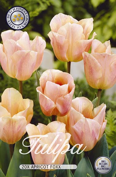 10292  TULIPA  APRICOT FOXX  Antal lökar   20.St  Storlek  12/+