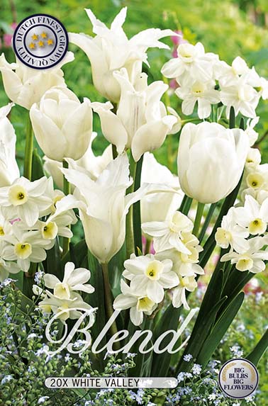 10359  TULIPA/NARCISSUS  WHITE VALLEY  Antal lökar   20.St  Storlek  12/+