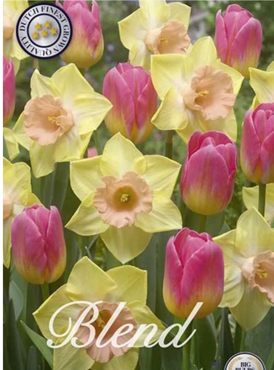 10380  TULIPA/NARCISSUS  MILKSHAKE  Antal lökar   20.St  Storlek  12/+ 14/16