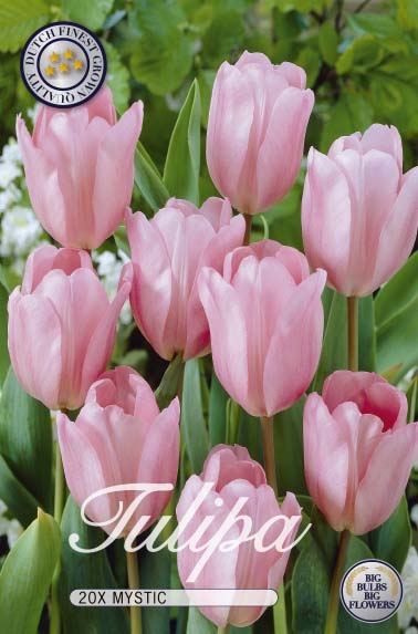 10346  TULIPA  MYSTIC  Antal lökar   20.St  Storlek  12/+