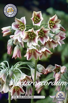 10214  NECTAROSCRODUM  BULGARICUM  Antal lökar   20.St  Storlek  10/+