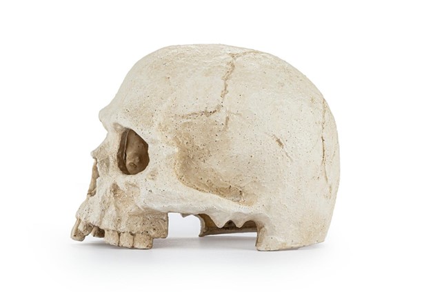 Skalle 15 cm - 2