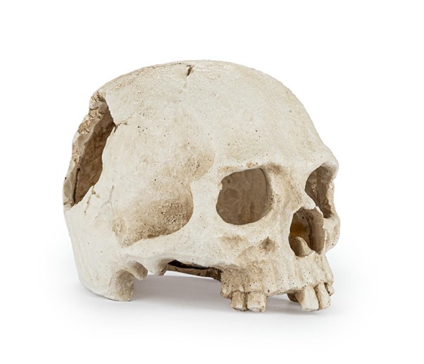 Skalle 15 cm - 3
