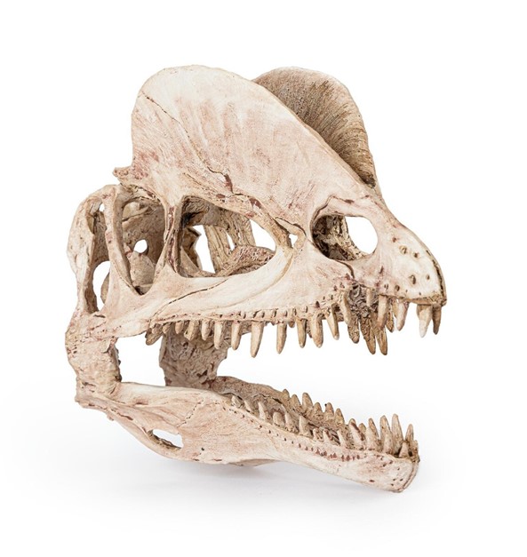 Dinosaurieskalle 19 cm - 3
