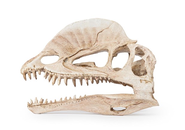 Dinosaurieskalle 19 cm - 2