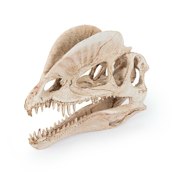 Dinosaurieskalle 19 cm