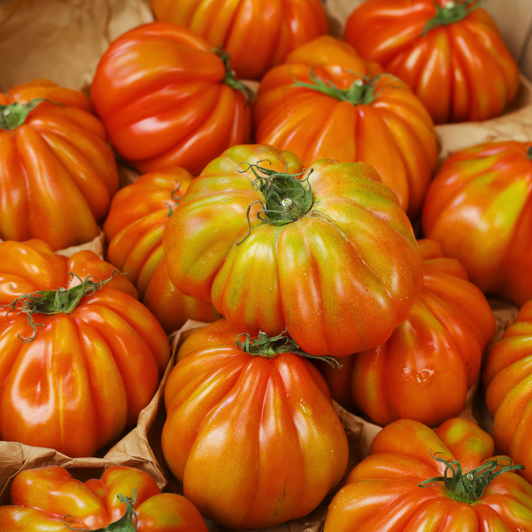 Ekologisk Tomat - Liguria - Kultursort