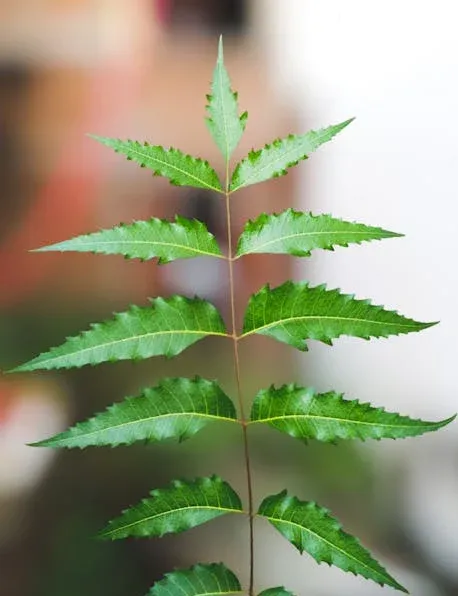 Neem Tvål Antibakteriell - 2