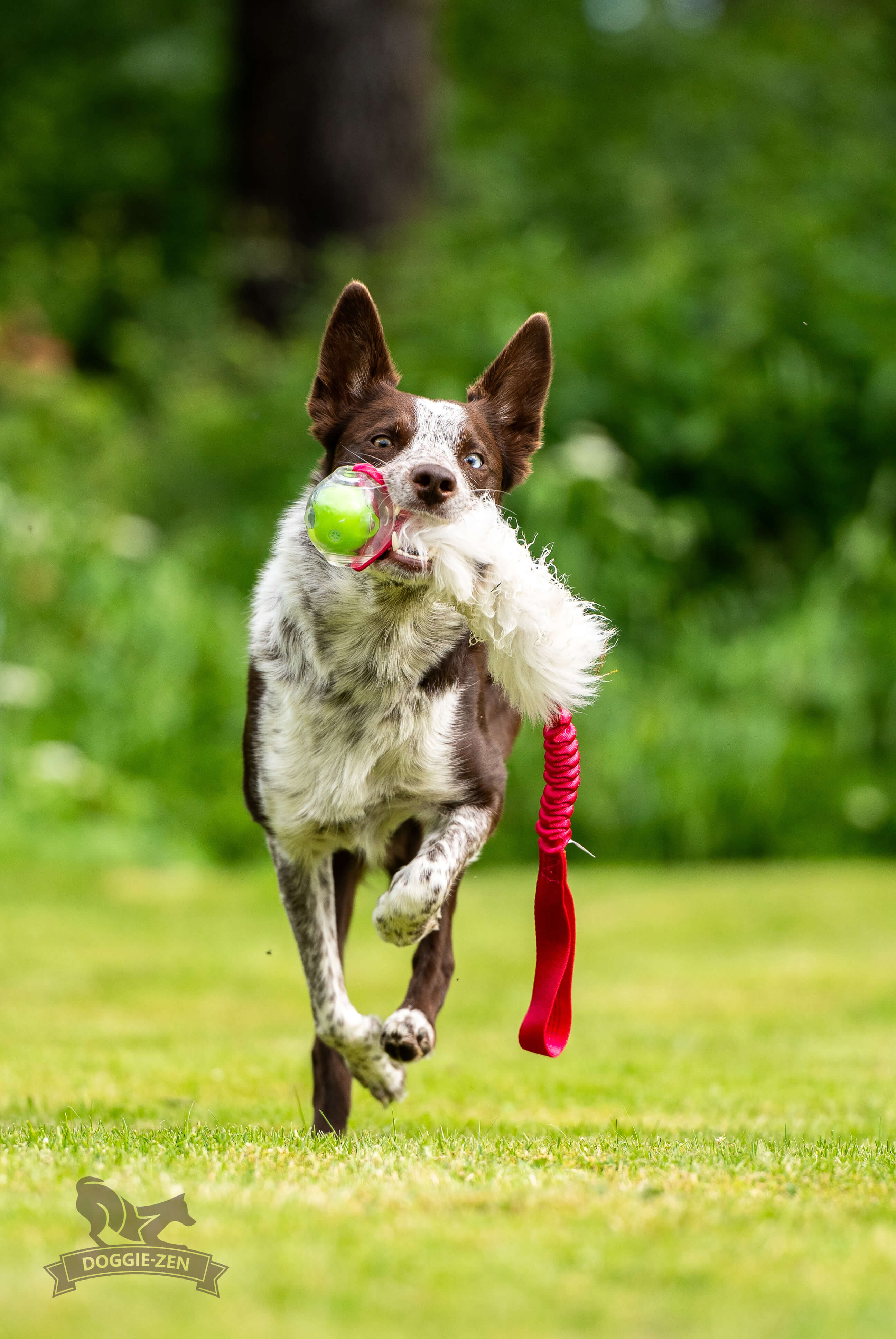 Bungee Sheepskin Tug L with Amazing Squeaker Ball - 7