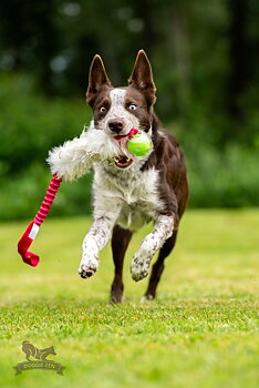 Bungee Sheepskin Tug L with Amazing Squeaker Ball