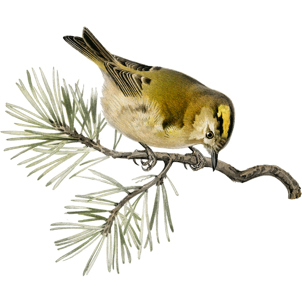 Goldcrest