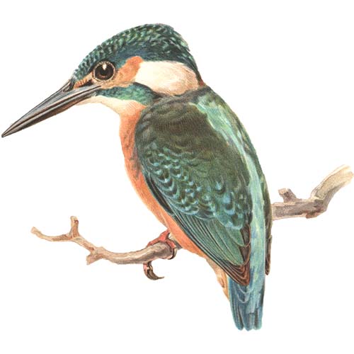 Common kingfisher