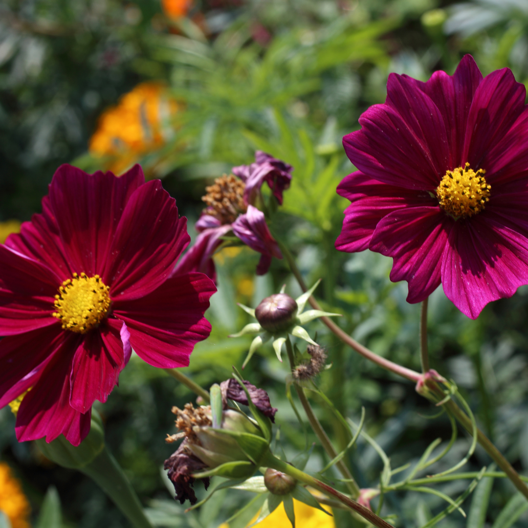 Rosenskära - Early Summer Crimson