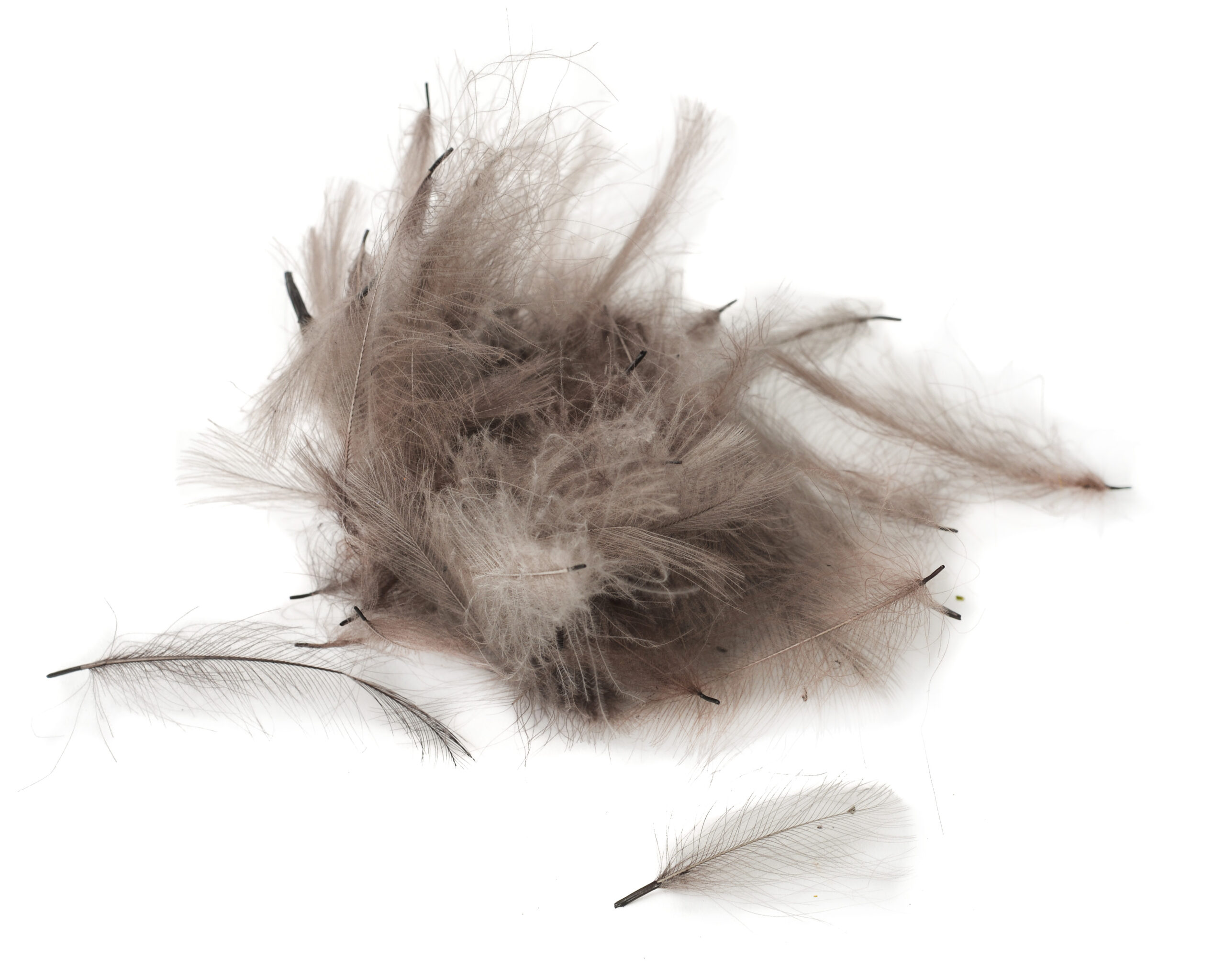 Flydressing Premium CDC - 7