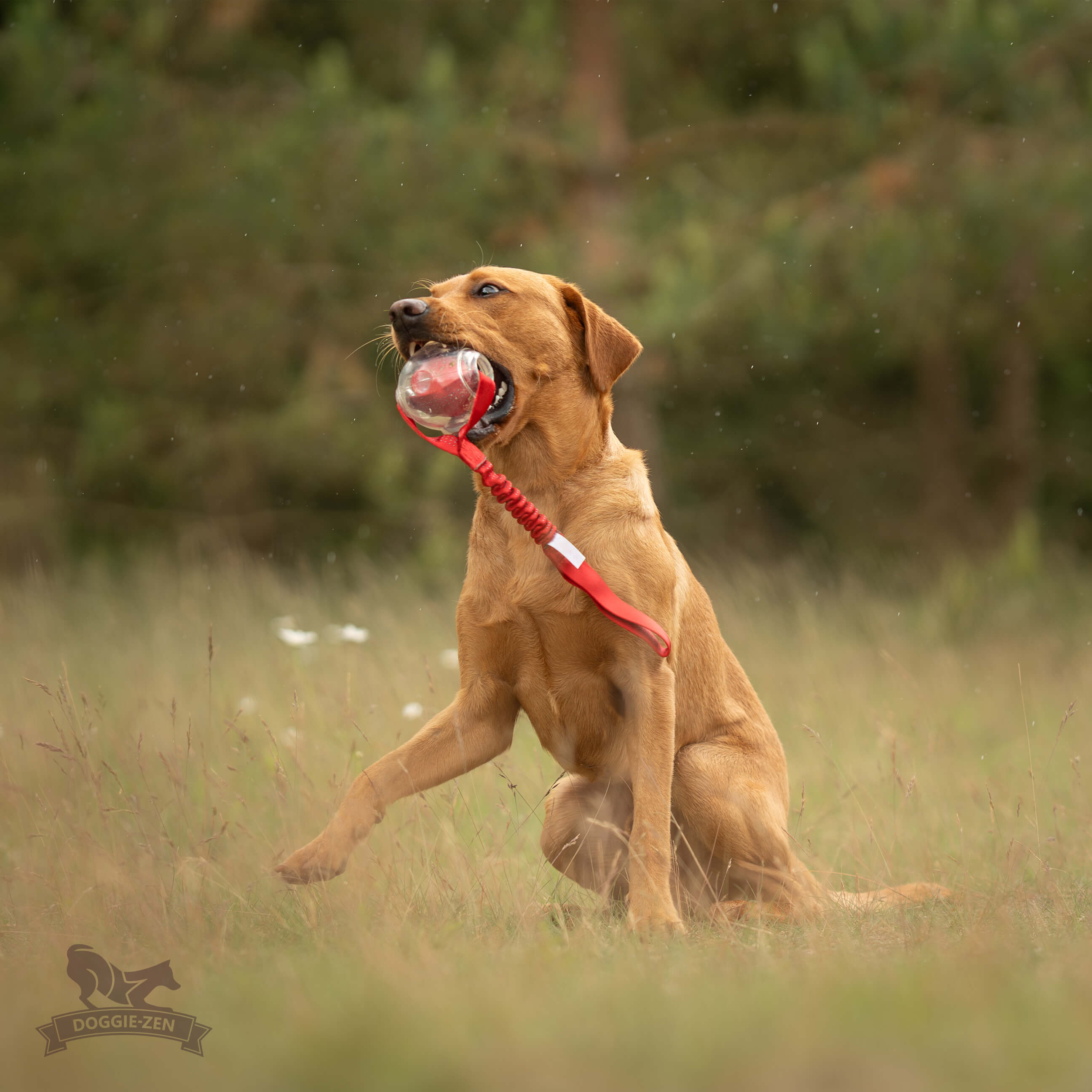 Bungee Amazing Squeaker Ball Tug L - 4