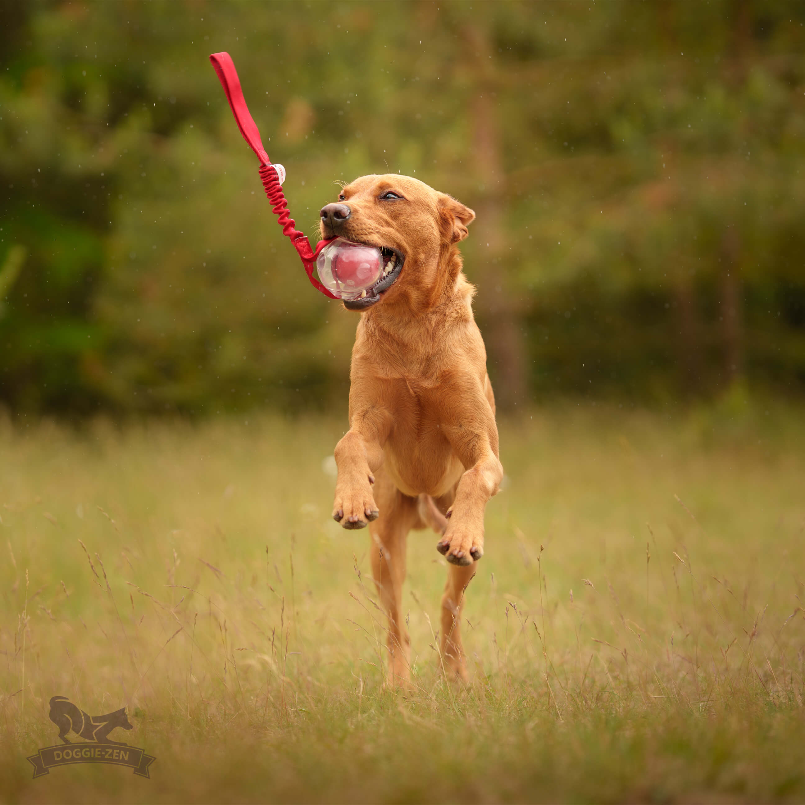 Bungee Amazing Squeaker Ball Tug L