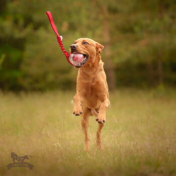 Bungee Amazing Squeaker Ball Tug L