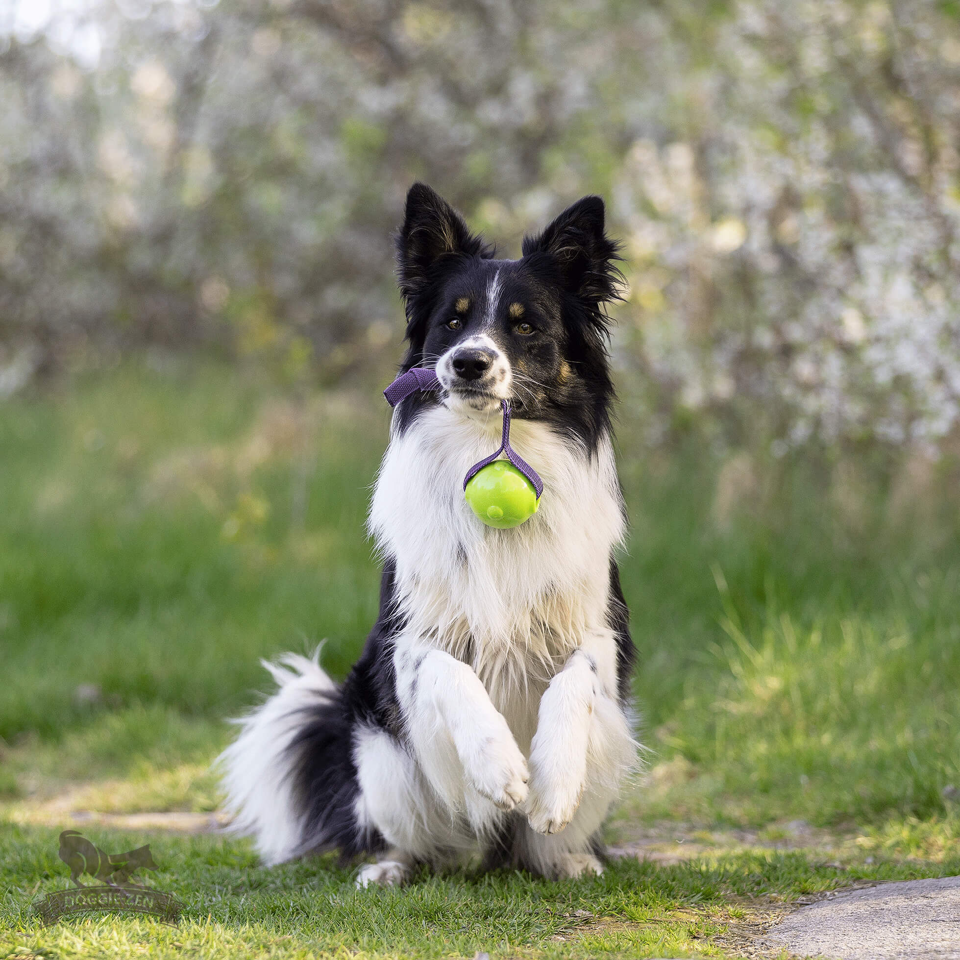 Sure Grip Amazing Squeaker Ball Tug M - 8