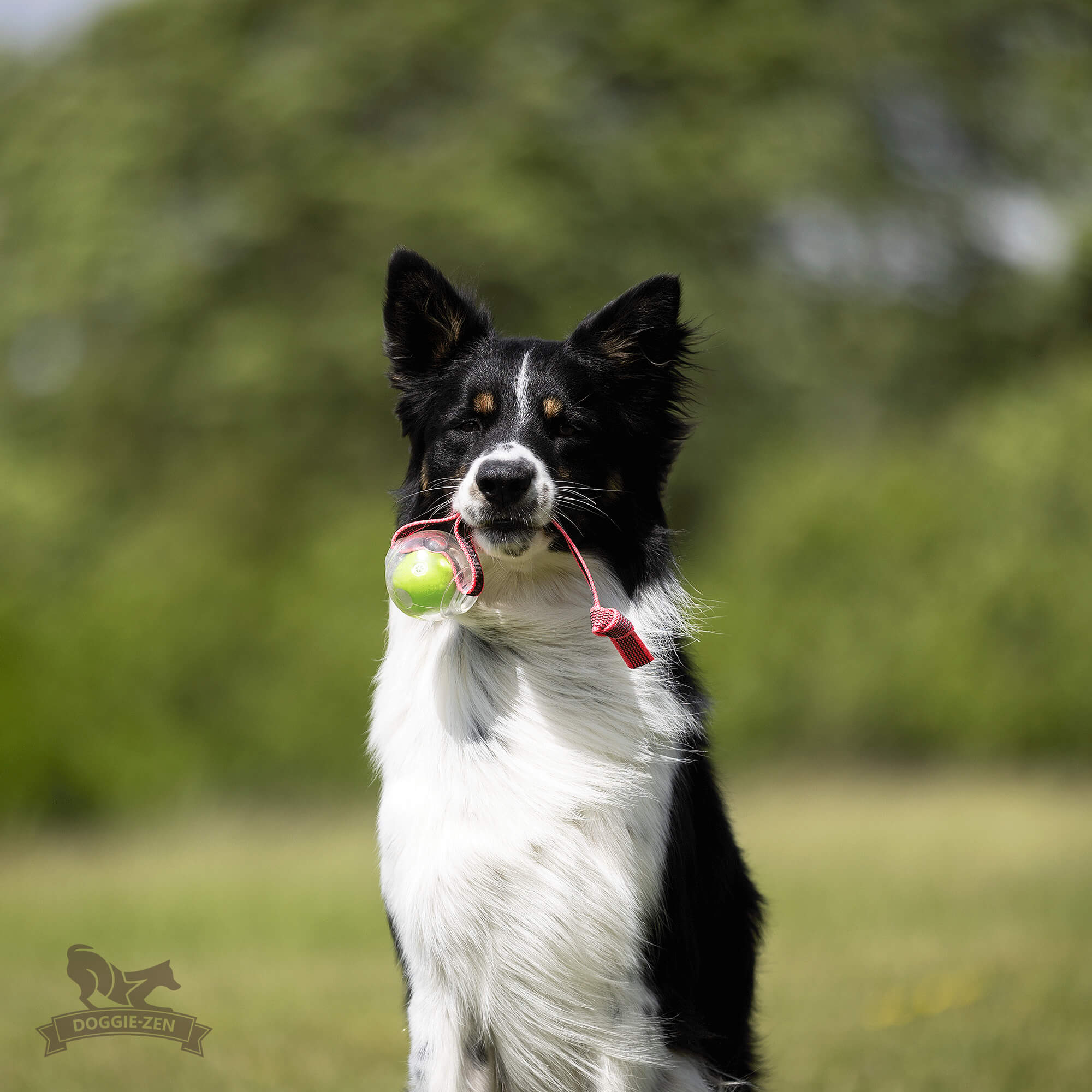 Sure Grip Amazing Squeaker Ball Tug M - 3